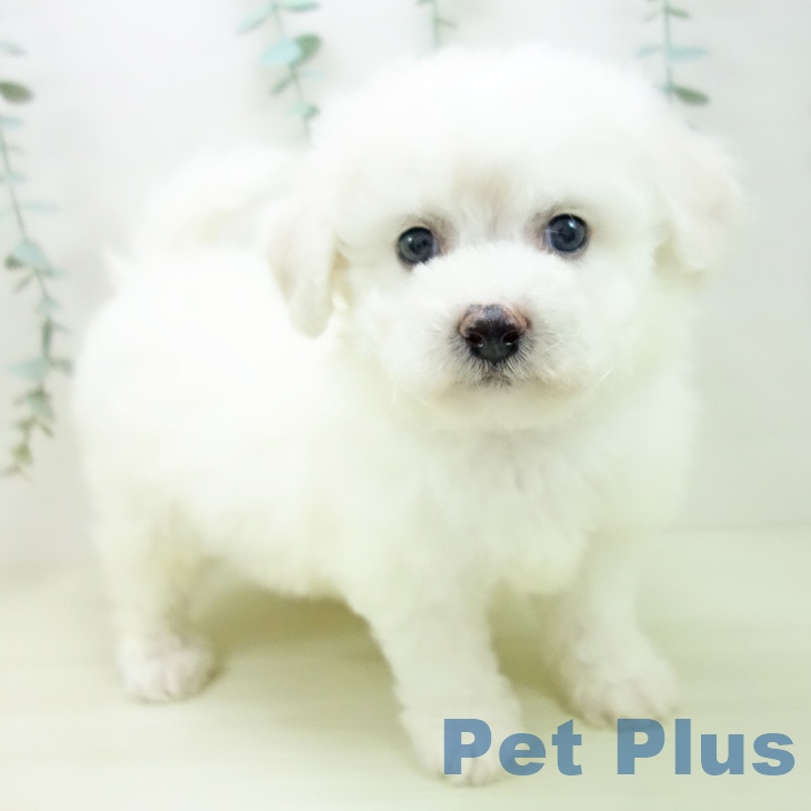 愛知県のビションフリーゼ (ペットプラス イオンモール豊川店/2025年11月21日生まれ/男の子/ホワイト)の子犬の1枚目の画像