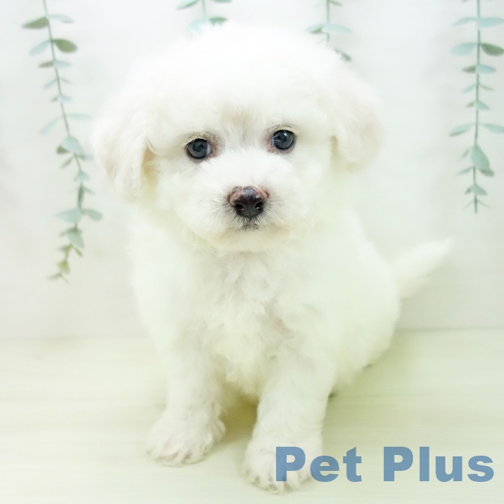 愛知県のビションフリーゼ (ペットプラス イオンモール豊川店/2025年11月21日生まれ/男の子/ホワイト)の子犬の2枚目の画像