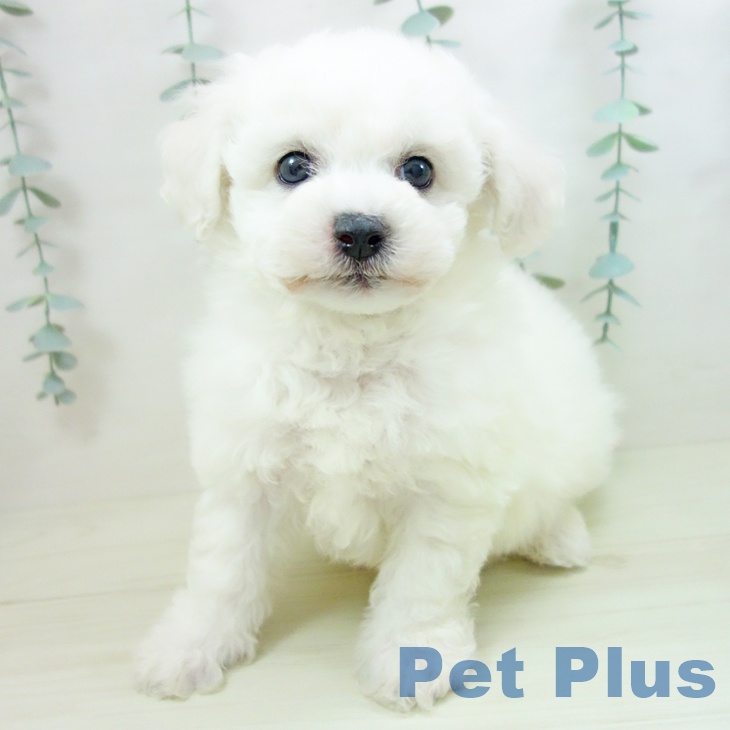 愛知県のビションフリーゼ (ペットプラス 則武新町店/2025年11月21日生まれ/男の子/ホワイト)の子犬の1枚目の画像