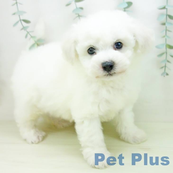 愛知県のビションフリーゼ (ペットプラス 則武新町店/2025年11月21日生まれ/男の子/ホワイト)の子犬の2枚目の画像