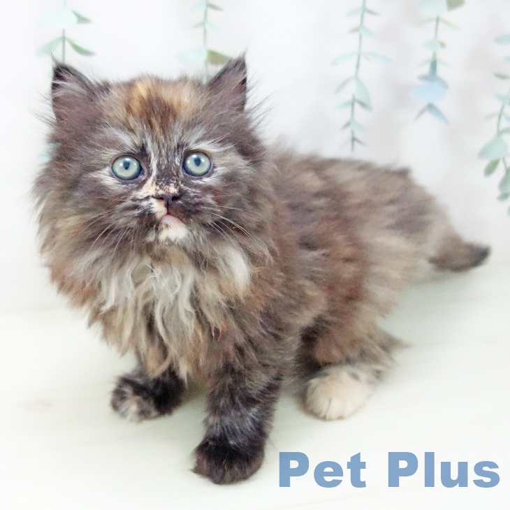 愛知県のラガマフィン (ペットプラス イオンモール豊川店/2025年11月17日生まれ/女の子/トーティーシェル)の子猫の2枚目の画像