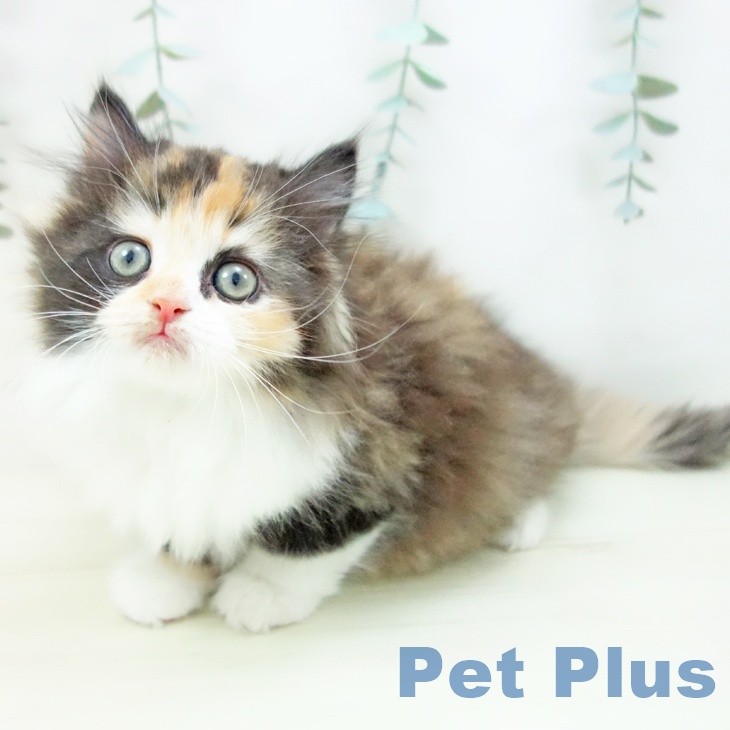 石川県のラガマフィン (ペットプラス 白山店/2025年11月17日生まれ/女の子/キャリコ)の子猫の1枚目の画像