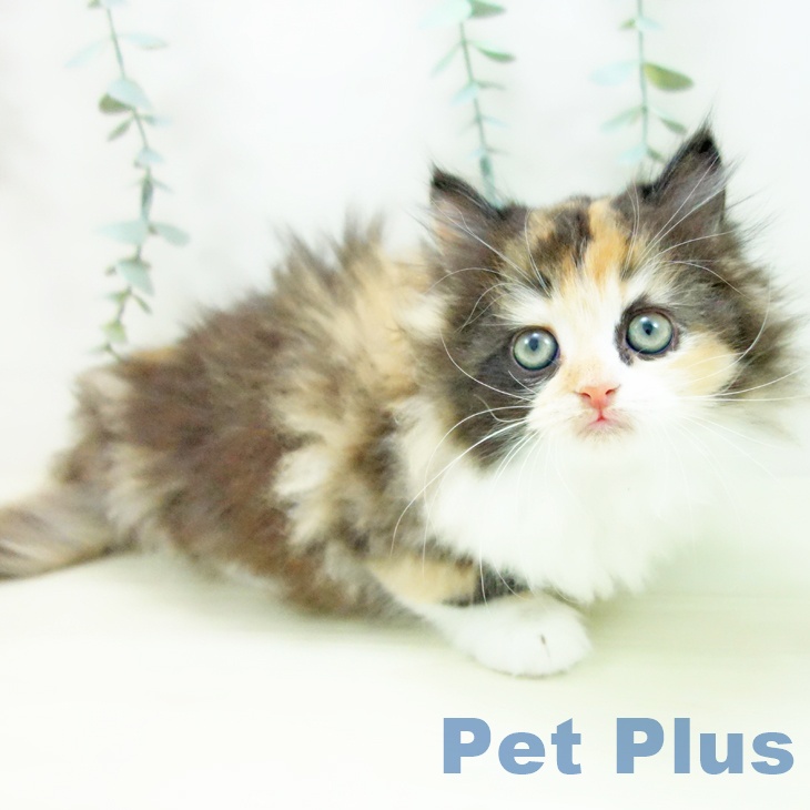 石川県のラガマフィン (ペットプラス 白山店/2025年11月17日生まれ/女の子/キャリコ)の子猫の2枚目の画像