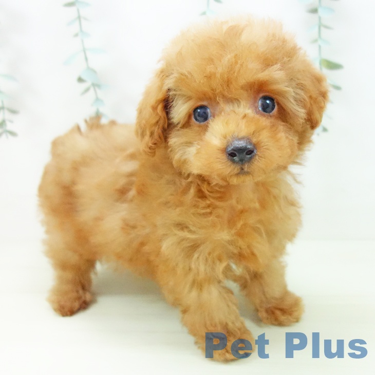 愛知県のトイプードル(トイ) (ペットプラス イオンモール長久手店/2025年11月11日生まれ/男の子/オレンジフォーン)の子犬の1枚目の画像