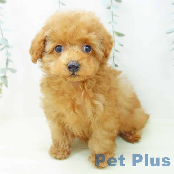 愛知県のトイプードル(トイ) (ペットプラス イオンモール長久手店/2025年11月11日生まれ/男の子/オレンジフォーン)の子犬の2枚目の画像
