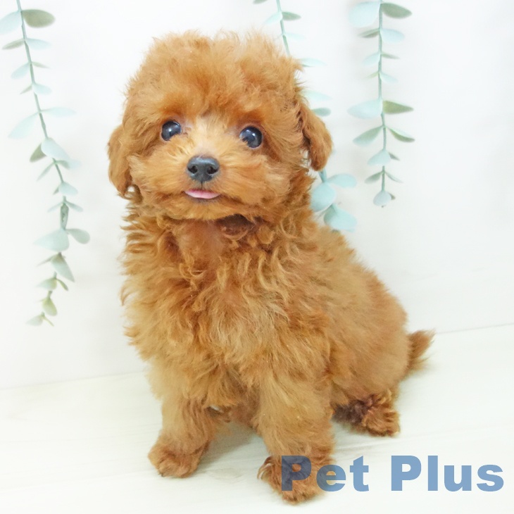 愛知県のトイプードル(トイ) (ペットプラス mozoワンダーシティ店/2025年11月11日生まれ/男の子/レッドフォーン)の子犬の2枚目の画像