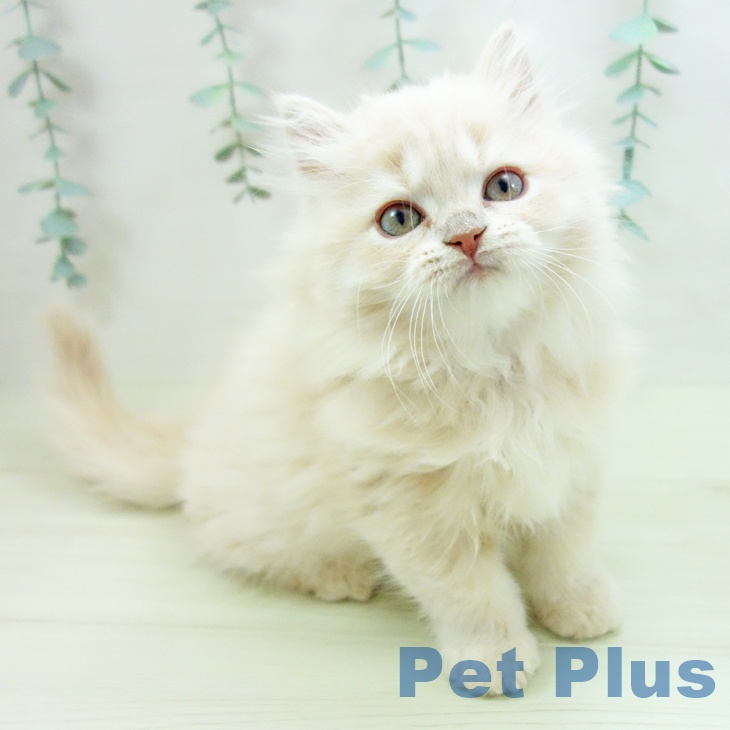 愛知県のスコティッシュフォールド (ペットプラス ナゴヤドーム前店/2025年11月20日生まれ/女の子/クリームタビー)の子猫の1枚目の画像