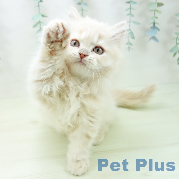 愛知県のスコティッシュフォールド (ペットプラス ナゴヤドーム前店/2025年11月20日生まれ/女の子/クリームタビー)の子猫の2枚目の画像