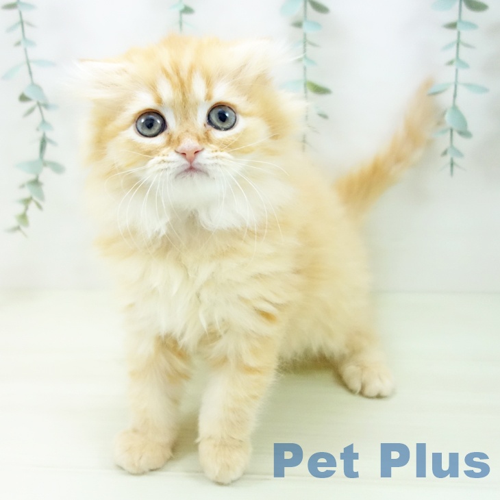 愛知県のスコティッシュフォールド (ペットプラス イオンモール豊川店/2025年11月20日生まれ/女の子/レッドタビー)の子猫の1枚目の画像
