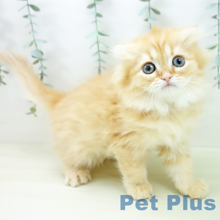 愛知県のスコティッシュフォールド (ペットプラス イオンモール豊川店/2025年11月20日生まれ/女の子/レッドタビー)の子猫の2枚目の画像