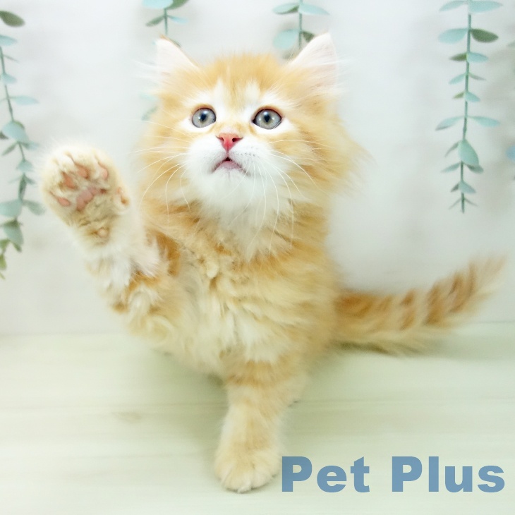 岐阜県のミヌエット (ペットプラス 光ケ丘店/2025年11月20日生まれ/男の子/レッドタビー)の子猫の1枚目の画像