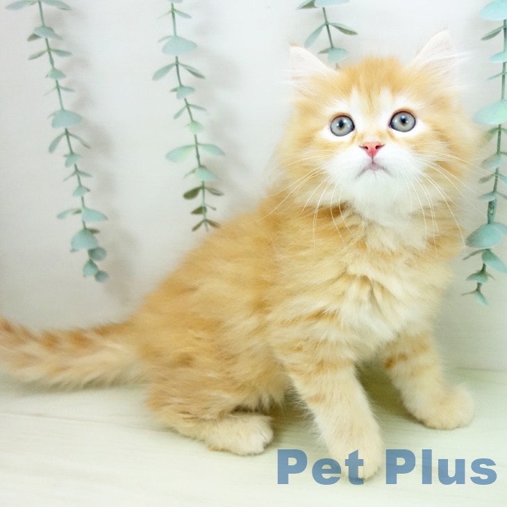 岐阜県のミヌエット (ペットプラス 光ケ丘店/2025年11月20日生まれ/男の子/レッドタビー)の子猫の2枚目の画像