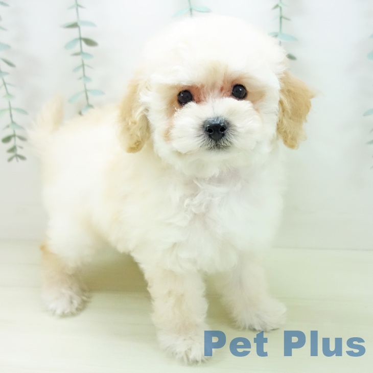 愛知県のトイプードル(トイ) (ペットプラス mozoワンダーシティ店/2025年11月21日生まれ/男の子/クリーム)の子犬の1枚目の画像
