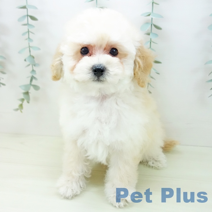 愛知県のトイプードル(トイ) (ペットプラス mozoワンダーシティ店/2025年11月21日生まれ/男の子/クリーム)の子犬の2枚目の画像
