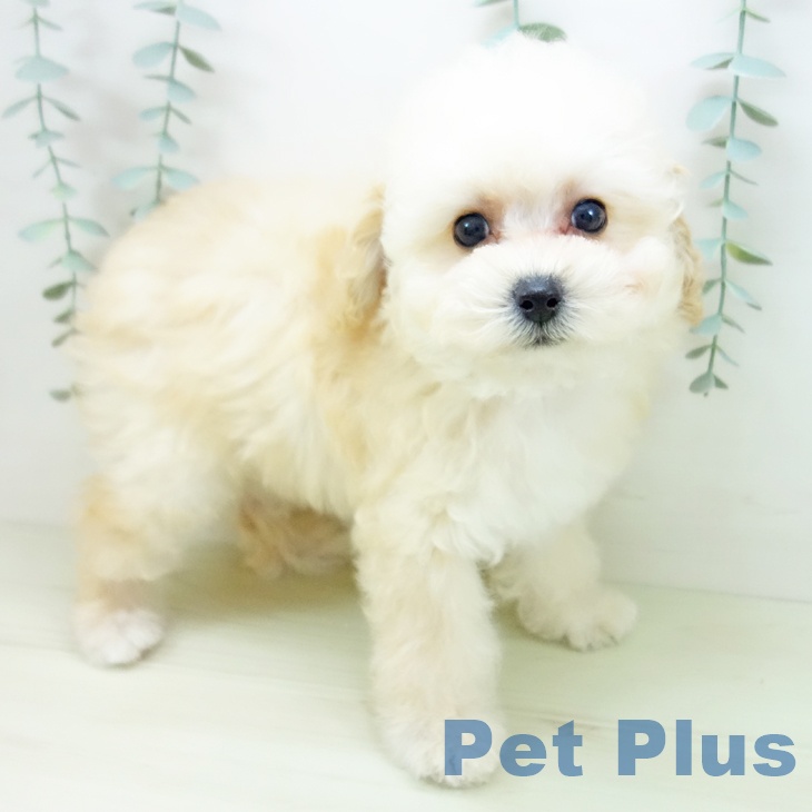 愛知県のトイプードル(トイ) (ペットプラス 岡崎店/2025年11月21日生まれ/男の子/クリーム)の子犬の1枚目の画像