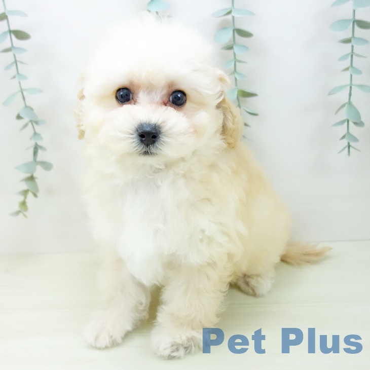 愛知県のトイプードル(トイ) (ペットプラス 岡崎店/2025年11月21日生まれ/男の子/クリーム)の子犬の2枚目の画像