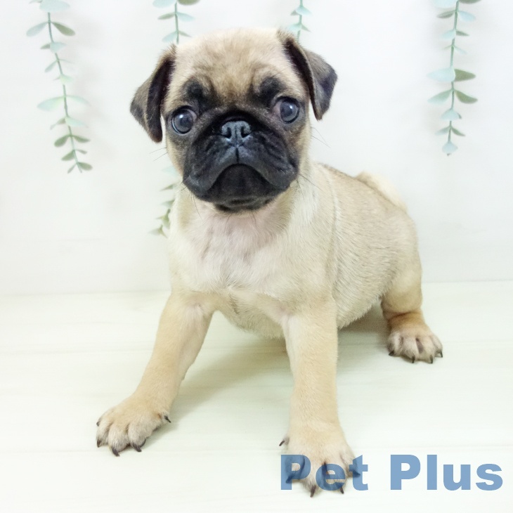 愛知県のパグ (ペットプラス 豊田店/2025年11月23日生まれ/男の子/フォーン)の子犬の1枚目の画像