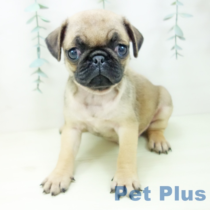 愛知県のパグ (ペットプラス 名古屋茶屋店/2025年11月23日生まれ/女の子/フォーン)の子犬の1枚目の画像