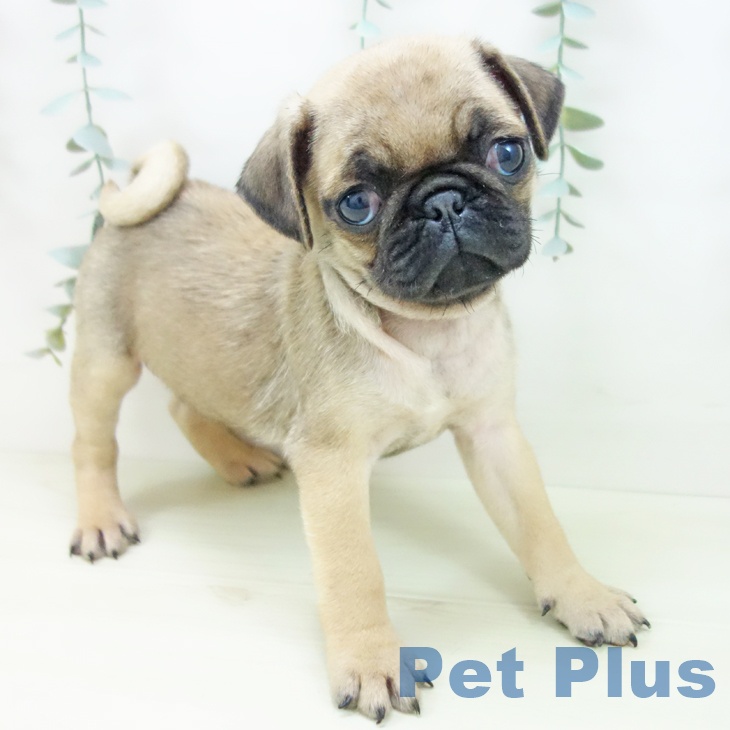 愛知県のパグ (ペットプラス 名古屋茶屋店/2025年11月23日生まれ/女の子/フォーン)の子犬の2枚目の画像