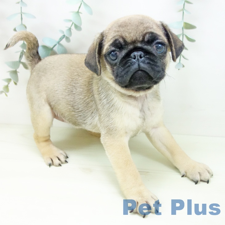 愛知県のパグ (ペットプラス mozoワンダーシティ店/2025年11月23日生まれ/女の子/フォーン)の子犬の1枚目の画像