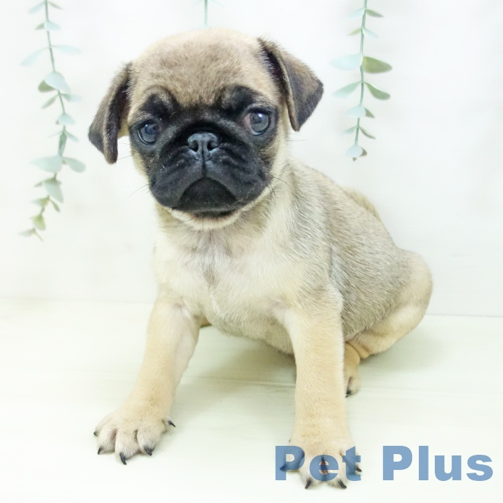 愛知県のパグ (ペットプラス mozoワンダーシティ店/2025年11月23日生まれ/女の子/フォーン)の子犬の2枚目の画像