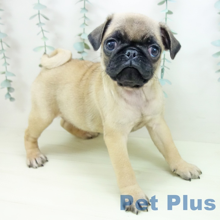 岐阜県のパグ (ペットプラス 各務原店/2025年11月23日生まれ/女の子/フォーン)の子犬の1枚目の画像