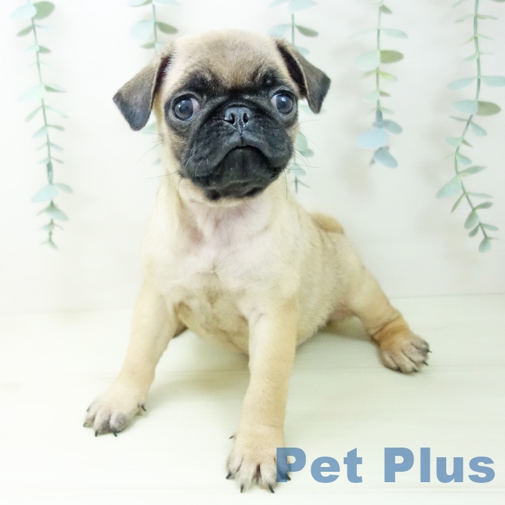 岐阜県のパグ (ペットプラス 各務原店/2025年11月23日生まれ/女の子/フォーン)の子犬の2枚目の画像