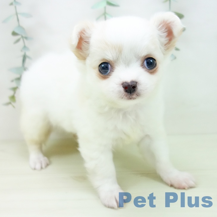 愛知県のチワワ(ロング) (ペットプラス イオンモール豊川店/2025年11月24日生まれ/女の子/ホワイトクリーム)の子犬の1枚目の画像