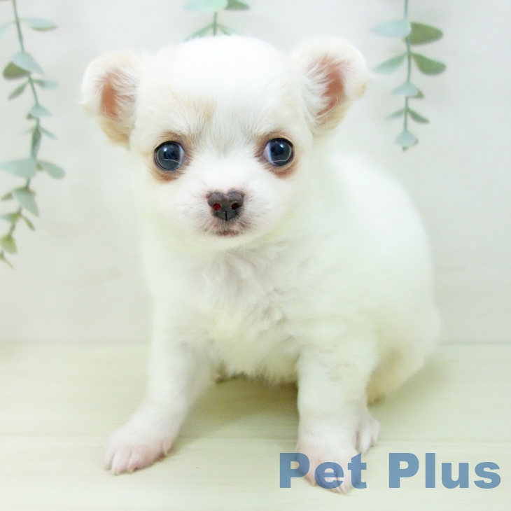 愛知県のチワワ(ロング) (ペットプラス イオンモール豊川店/2025年11月24日生まれ/女の子/ホワイトクリーム)の子犬の2枚目の画像