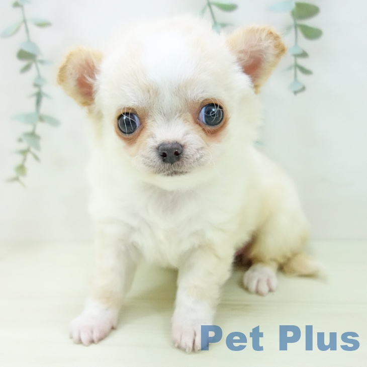 愛知県のチワワ(ロング) (ペットプラス mozoワンダーシティ店/2025年11月24日生まれ/女の子/クリームホワイト)の子犬の1枚目の画像