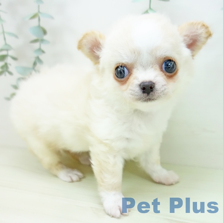 愛知県のチワワ(ロング) (ペットプラス mozoワンダーシティ店/2025年11月24日生まれ/女の子/クリームホワイト)の子犬の2枚目の画像