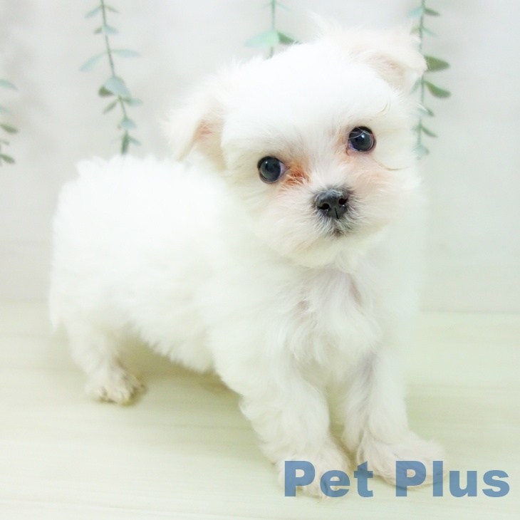 愛知県のマルチーズ (ペットプラス 岡崎店/2025年11月21日生まれ/男の子/ホワイト)の子犬の1枚目の画像
