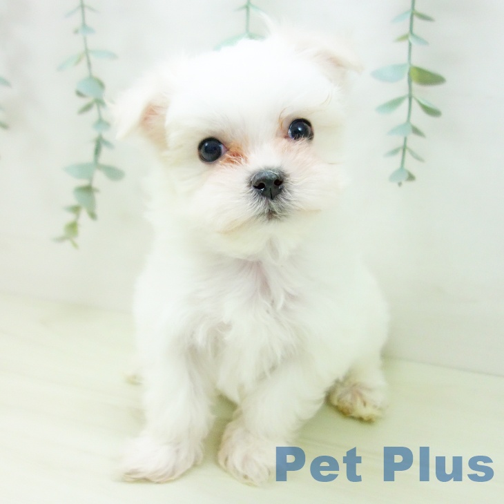 愛知県のマルチーズ (ペットプラス 岡崎店/2025年11月21日生まれ/男の子/ホワイト)の子犬の2枚目の画像