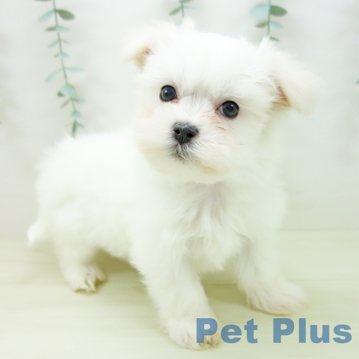 愛知県のマルチーズ (ペットプラス みなと店/2025年11月21日生まれ/男の子/ホワイト)の子犬の2枚目の画像