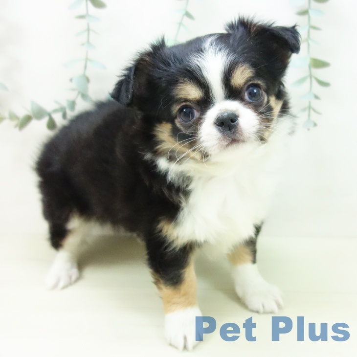 愛知県のチワワ(ロング) (ペットプラス 名古屋茶屋店/2025年11月23日生まれ/男の子/ブラックタンホワイト)の子犬の1枚目の画像