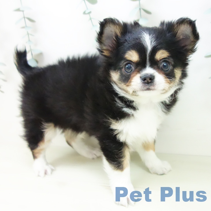 愛知県のチワワ(ロング) (ペットプラス 千種店/2025年11月23日生まれ/男の子/ブラックタンホワイト)の子犬の1枚目の画像