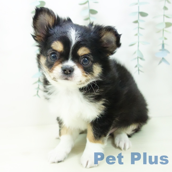 愛知県のチワワ(ロング) (ペットプラス 千種店/2025年11月23日生まれ/男の子/ブラックタンホワイト)の子犬の2枚目の画像