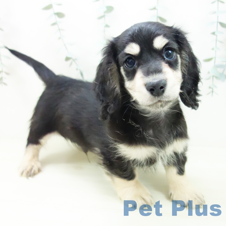 愛知県のミニチュアダックスフンド(ロング) (ペットプラス 則武新町店/2025年11月22日生まれ/男の子/ブラックタン)の子犬の1枚目の画像