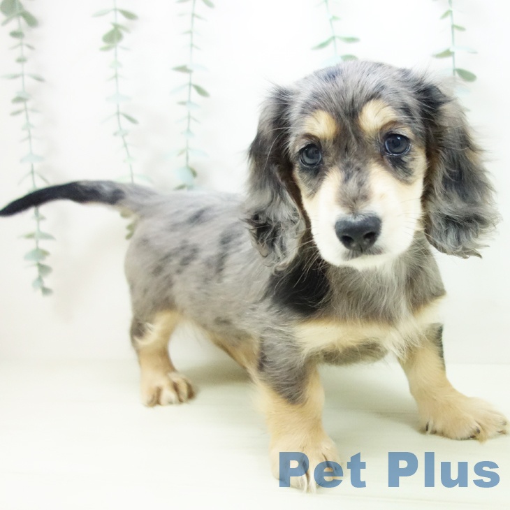 愛知県のミニチュアダックスフンド(ロング) (ペットプラス mozoワンダーシティ店/2025年11月22日生まれ/男の子/シルバーダップル)の子犬の1枚目の画像