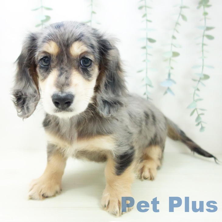 愛知県のミニチュアダックスフンド(ロング) (ペットプラス mozoワンダーシティ店/2025年11月22日生まれ/男の子/シルバーダップル)の子犬の2枚目の画像