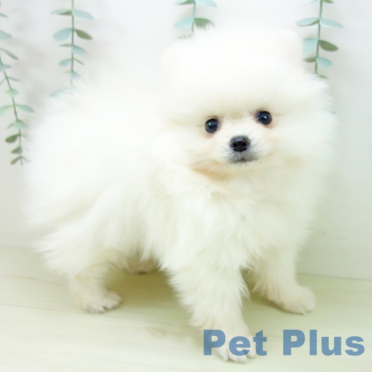 愛知県のポメラニアン (ペットプラス ナゴヤドーム前店/2025年11月22日生まれ/男の子/ホワイト)の子犬の1枚目の画像