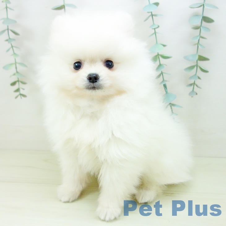 愛知県のポメラニアン (ペットプラス ナゴヤドーム前店/2025年11月22日生まれ/男の子/ホワイト)の子犬の2枚目の画像