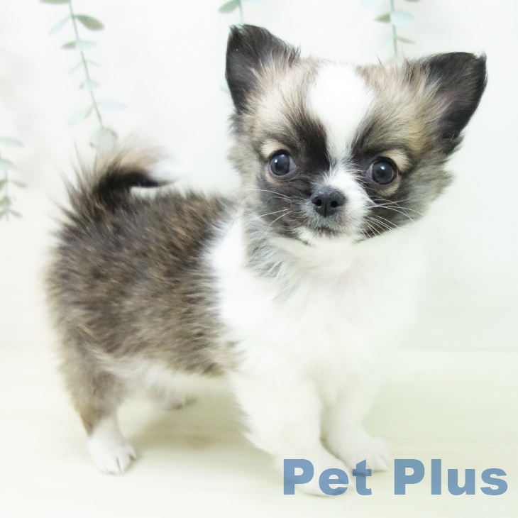 岐阜県のチワワ(ロング) (ペットプラス 各務原店/2025年11月21日生まれ/女の子/フォーンホワイト)の子犬の1枚目の画像