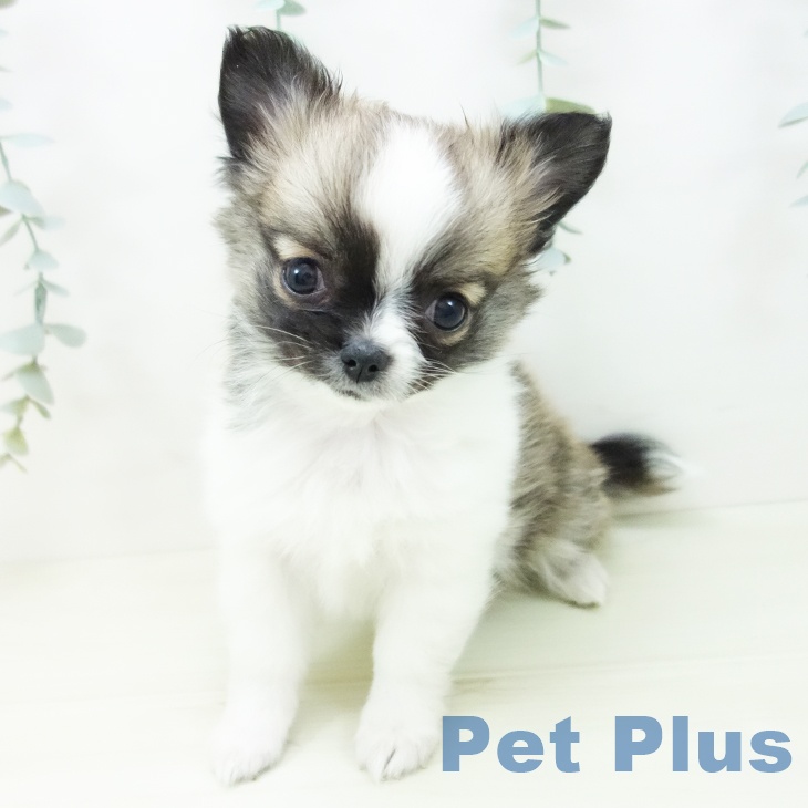 岐阜県のチワワ(ロング) (ペットプラス 各務原店/2025年11月21日生まれ/女の子/フォーンホワイト)の子犬の2枚目の画像