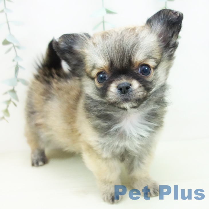 愛知県のチワワ(ロング) (ペットプラス ナゴヤドーム前店/2025年11月21日生まれ/女の子/フォーン)の子犬の1枚目の画像