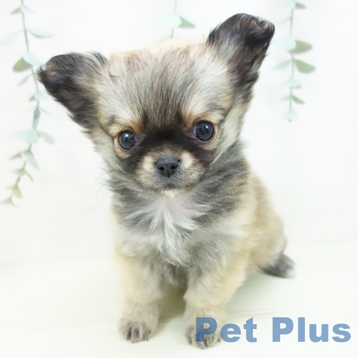 愛知県のチワワ(ロング) (ペットプラス ナゴヤドーム前店/2025年11月21日生まれ/女の子/フォーン)の子犬の2枚目の画像