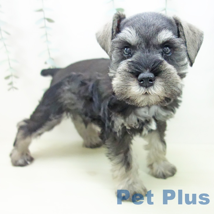 愛知県のミニチュアシュナウザー (ペットプラス イオンモール豊川店/2025年11月21日生まれ/男の子/ソルトペッパー)の子犬の1枚目の画像