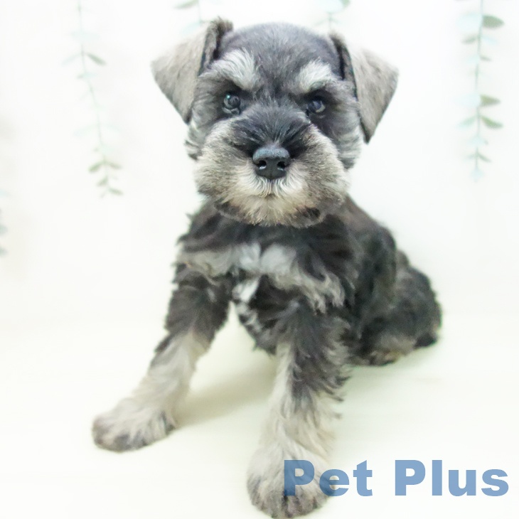 愛知県のミニチュアシュナウザー (ペットプラス イオンモール豊川店/2025年11月21日生まれ/男の子/ソルトペッパー)の子犬の2枚目の画像