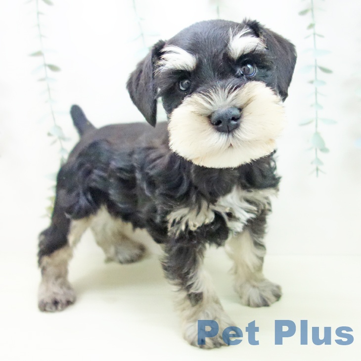 愛知県のミニチュアシュナウザー (ペットプラス mozoワンダーシティ店/2025年11月21日生まれ/男の子/ブラックシルバー)の子犬の1枚目の画像
