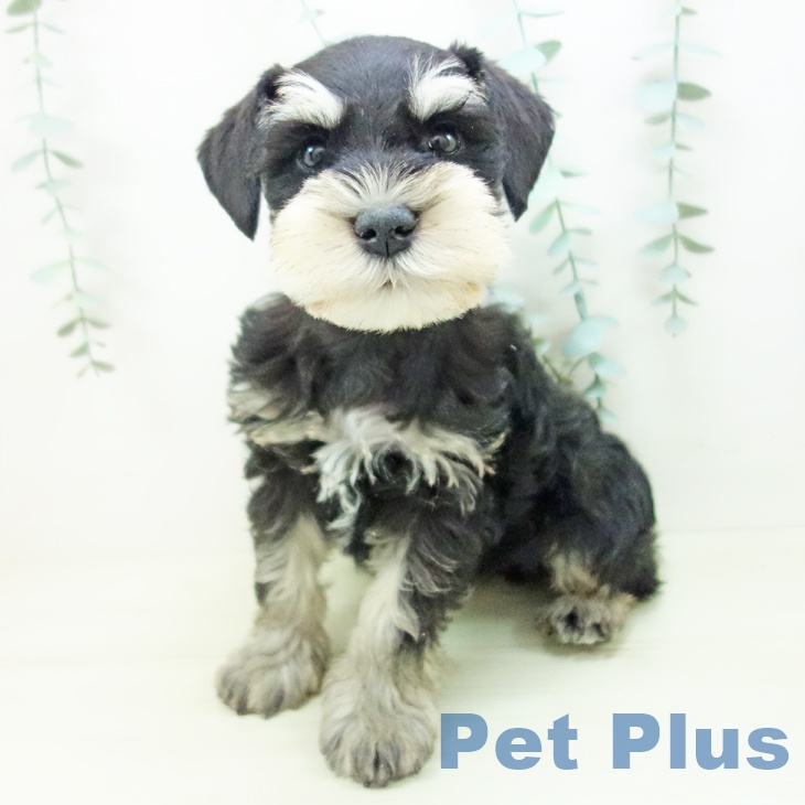 愛知県のミニチュアシュナウザー (ペットプラス mozoワンダーシティ店/2025年11月21日生まれ/男の子/ブラックシルバー)の子犬の2枚目の画像